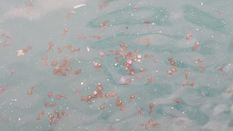 Medusas agolpadas en la playa de Getares