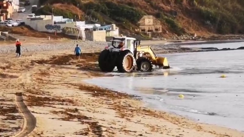 Un tractor recoge algas en la playa de Getares