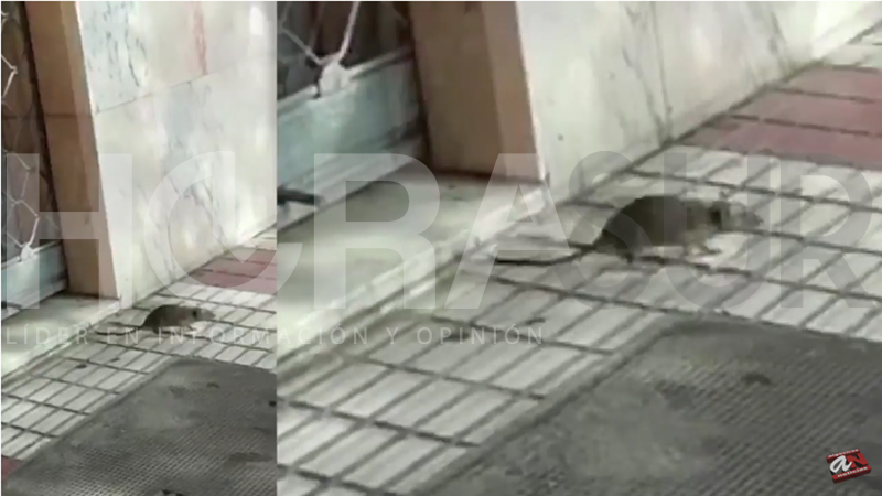 Una de las ratas saliendo de un local en San José Artesano