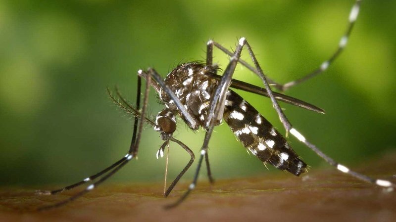 El aedes albopictus es uno de los insectos responsables de la transmisión del dengue. WIKIMEDIA