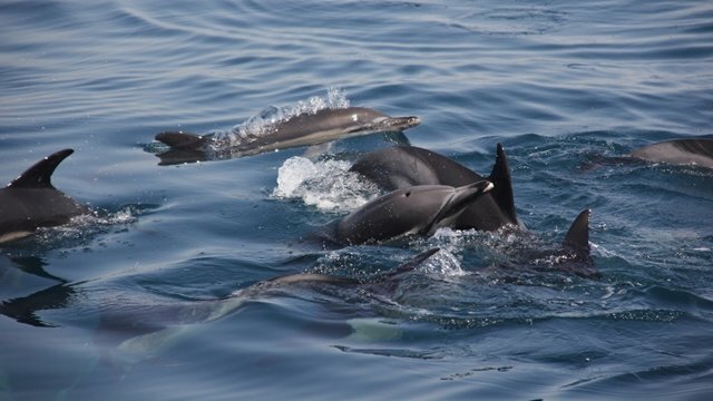 Un grupo de delfines