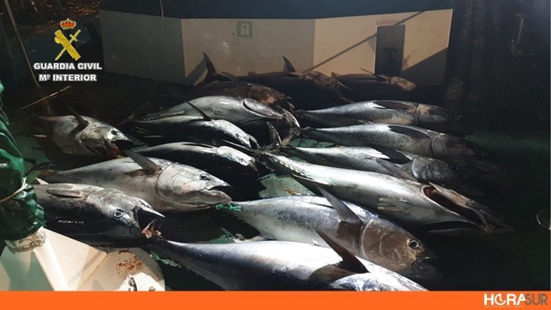 Piezas de atún rojo intervenidos por la Guardia Civil