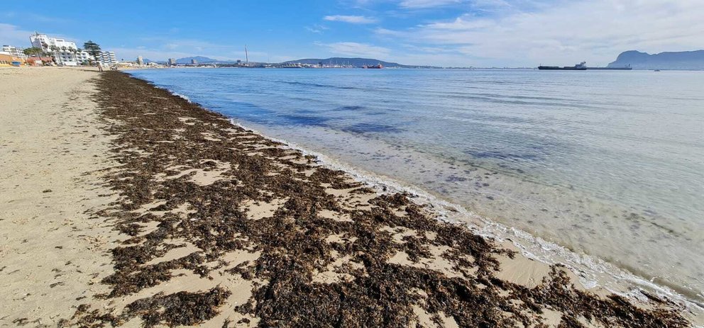 Alga invasora en la playa del Rinconcillo