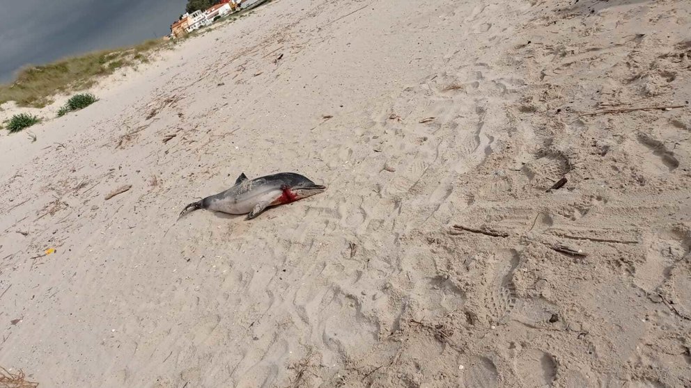 Delfín muerto en la playa de El Rinconcillo