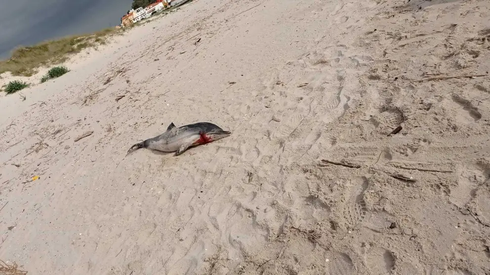 Delf&iacute;n muerto en la playa de El Rinconcillo