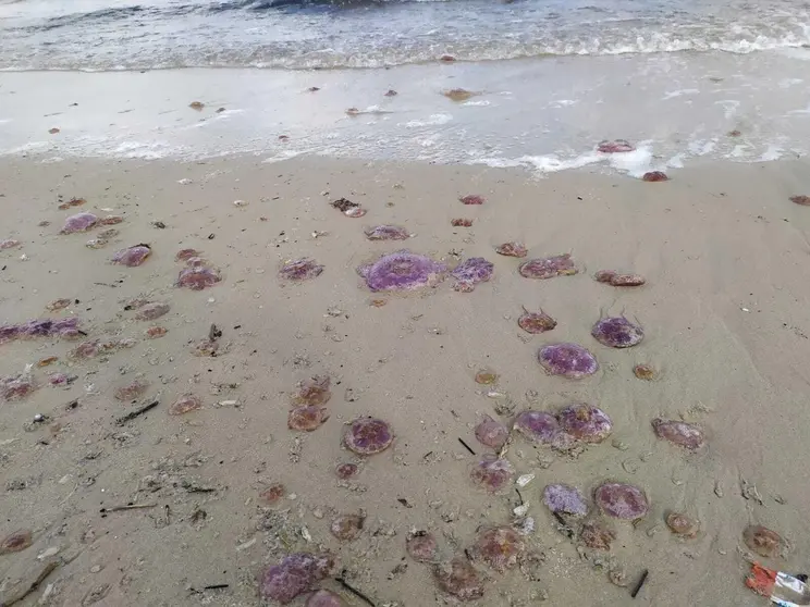medusas
