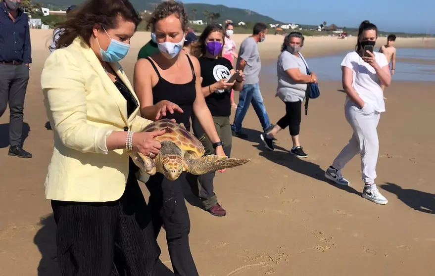 7 mayo-tortuga bolonia