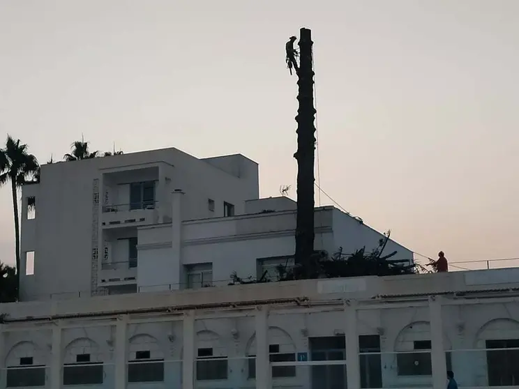 La araucaria, talada/ M. de Montalb&aacute;n