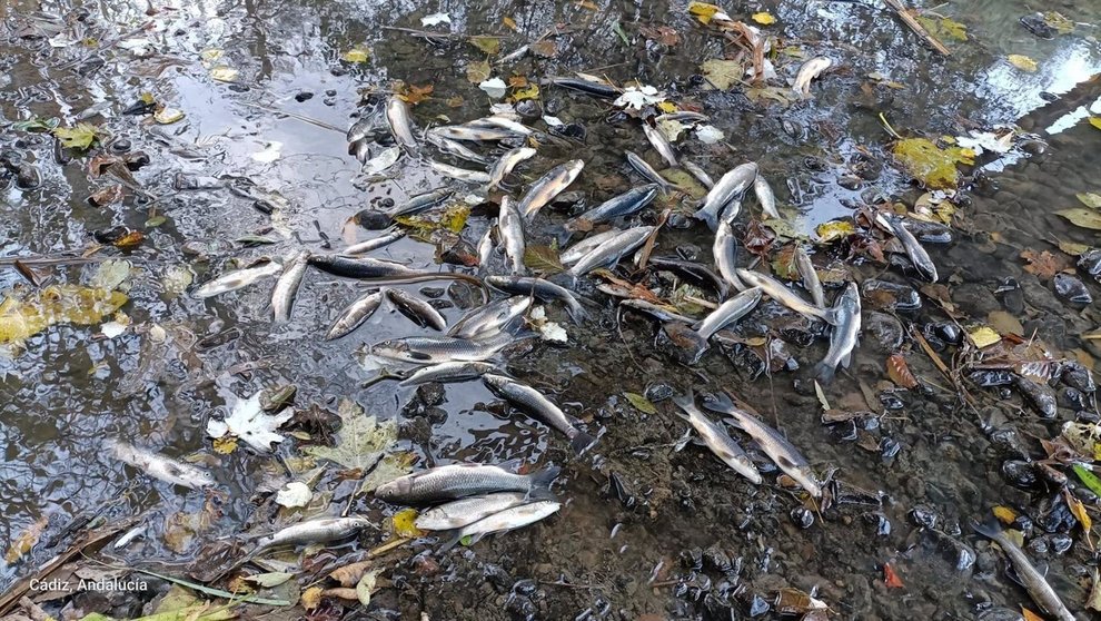 Peces muertos en el río Pícaro
