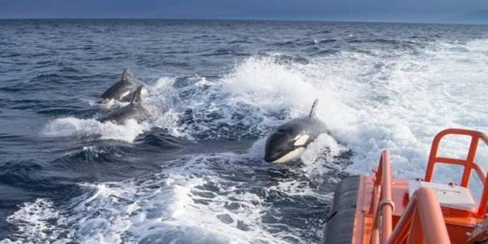 Orcas junto a una embarcación en el Estrecho