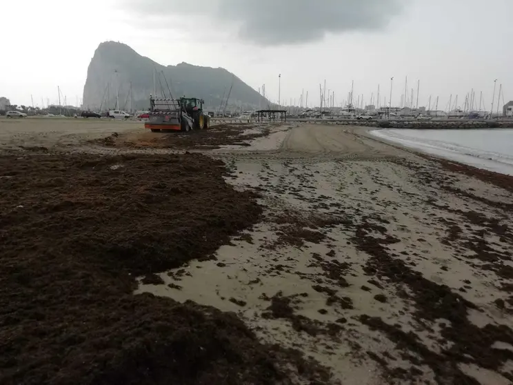 Retirada de algas de Poniente