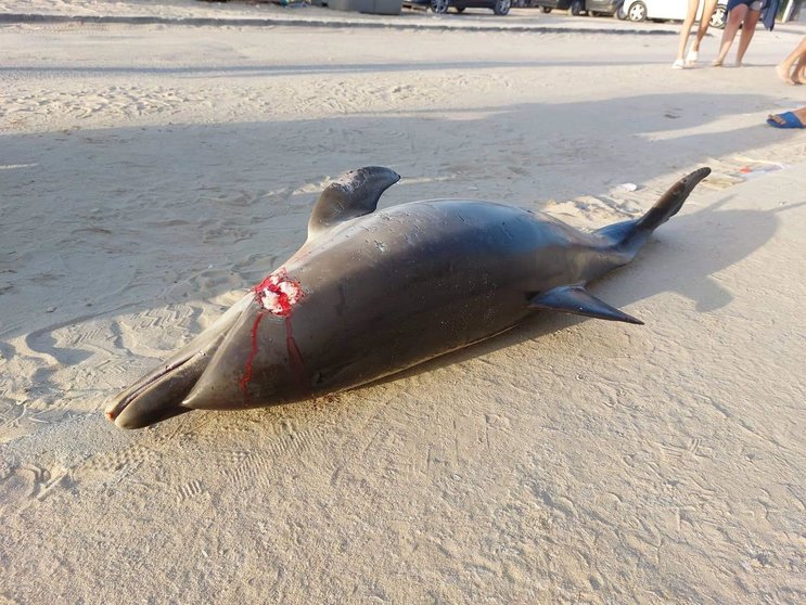 Delfín muerto por accidente con embarcación en la Bahía de Algeciras