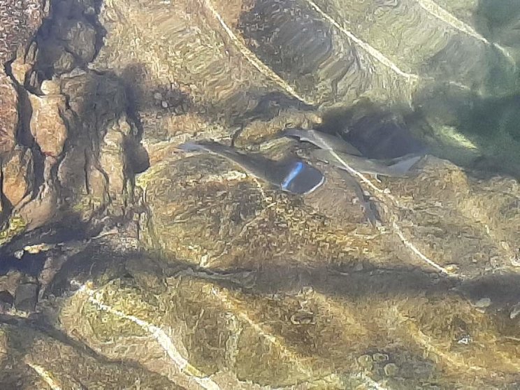 Una anilla de plástico atapa el cuerpo de una lisa en la bahía