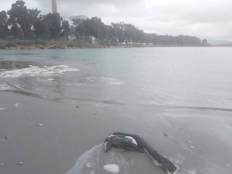 Aparición de un alca muerta en la Bahia de Algeciras
