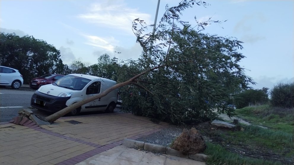 Un árbol caído por el temporal en Algeciras