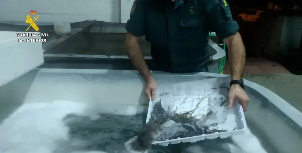 Angulas intervenidas en una imagen de archivo