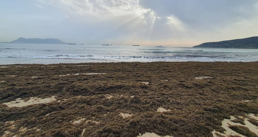 Alga invasora en el Parque Natural del Estrecho
