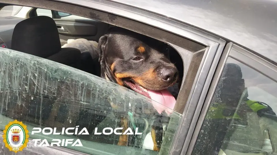 Perro rescatado