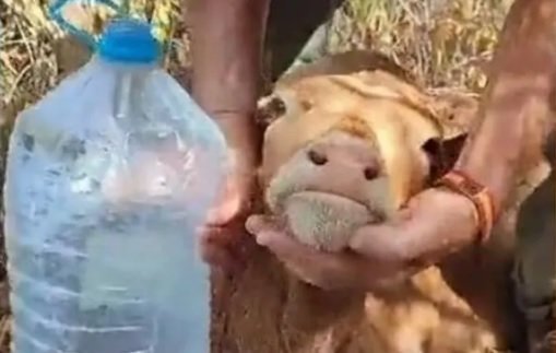 El ternero rescatado por los vecinos, bebiendo agua