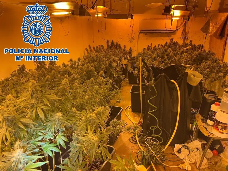La plantaci&oacute;n de marihuana localizada en la vivienda