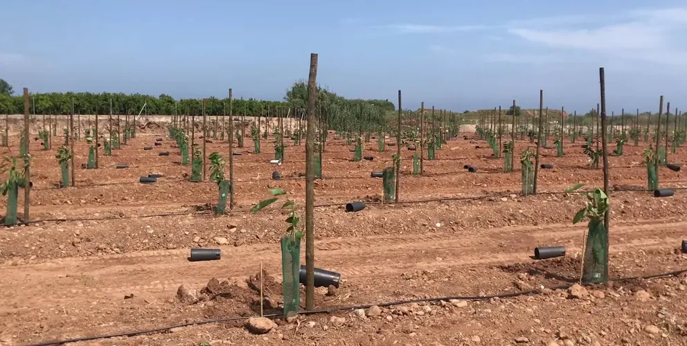 Plantaci&oacute;n de aguacate