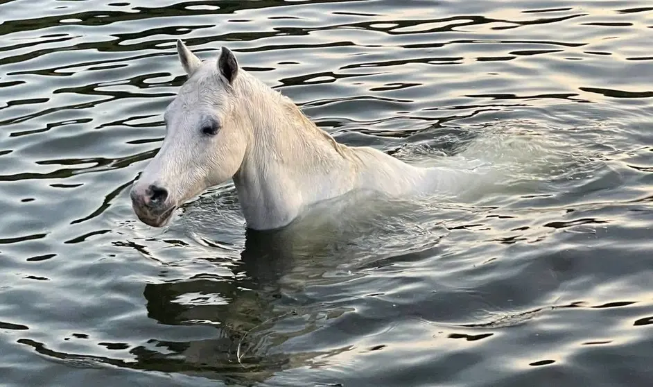 Imagen del caballo ca&iacute;do en la balsa de agua