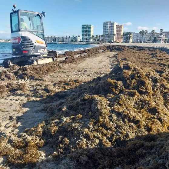 Un operario recoge algas de la playa de Poniente de La L&iacute;nea. - AYUNTAMIENTO DE LA L&Iacute;NEA