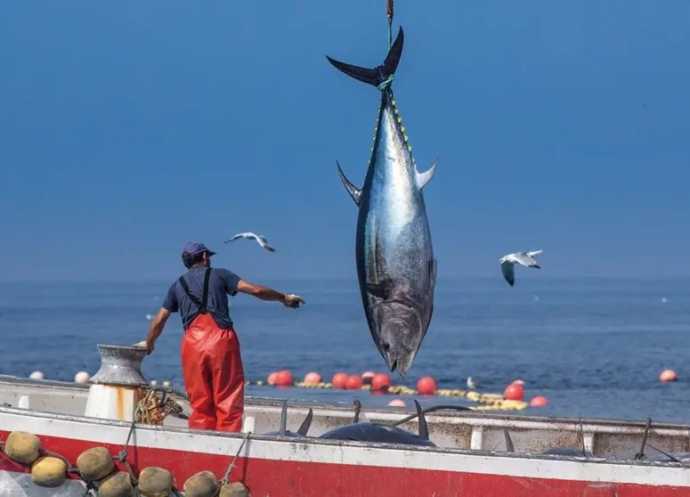 Pesca de at&uacute;n en la provincia. - OPP72