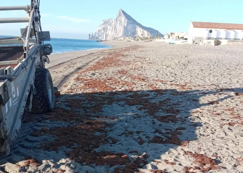 Algas invasoras acumuladas en una de las playas de La L&iacute;nea de la Concepci&oacute;n (C&aacute;diz) - AYUNTAMIENTO DE LA L&Iacute;NEA