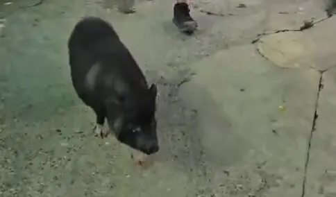 Cerdo vietnamita retirado por la Polic&iacute;a Local