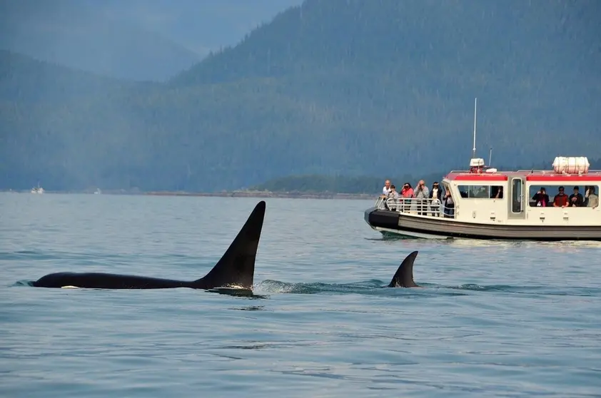 Orcas en el Estrecho