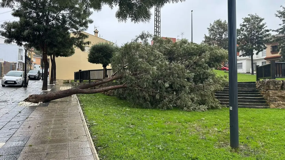 Un &aacute;rbol ca&iacute;do en San Roque por el temporal
