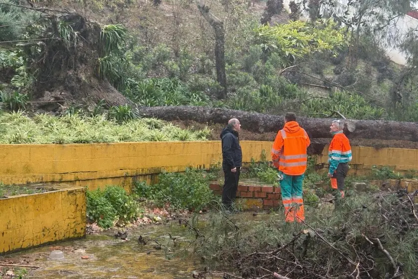 El alcalde interviene ante un &aacute;rbol ca&iacute;do