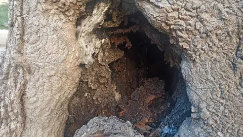 Uno de los &aacute;rboles identificado para su tala