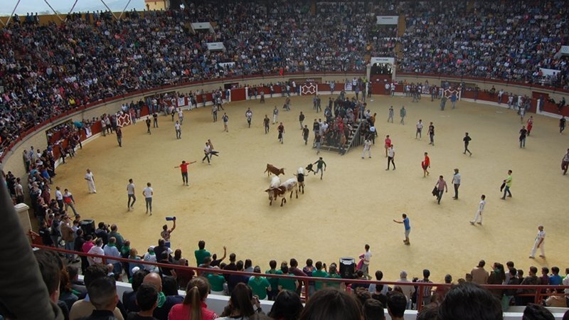 Toro Embolao 1
