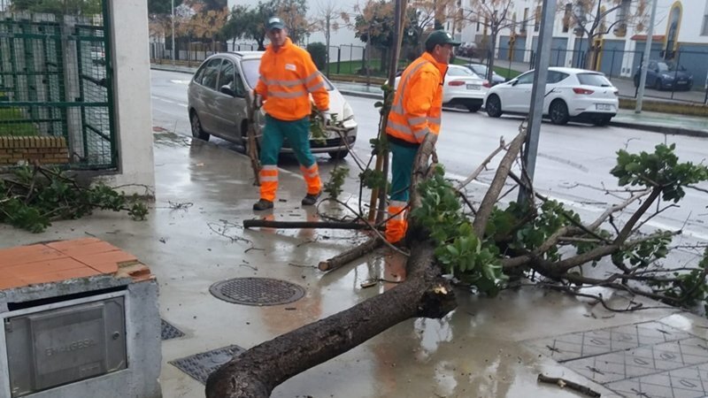 retirada árboles