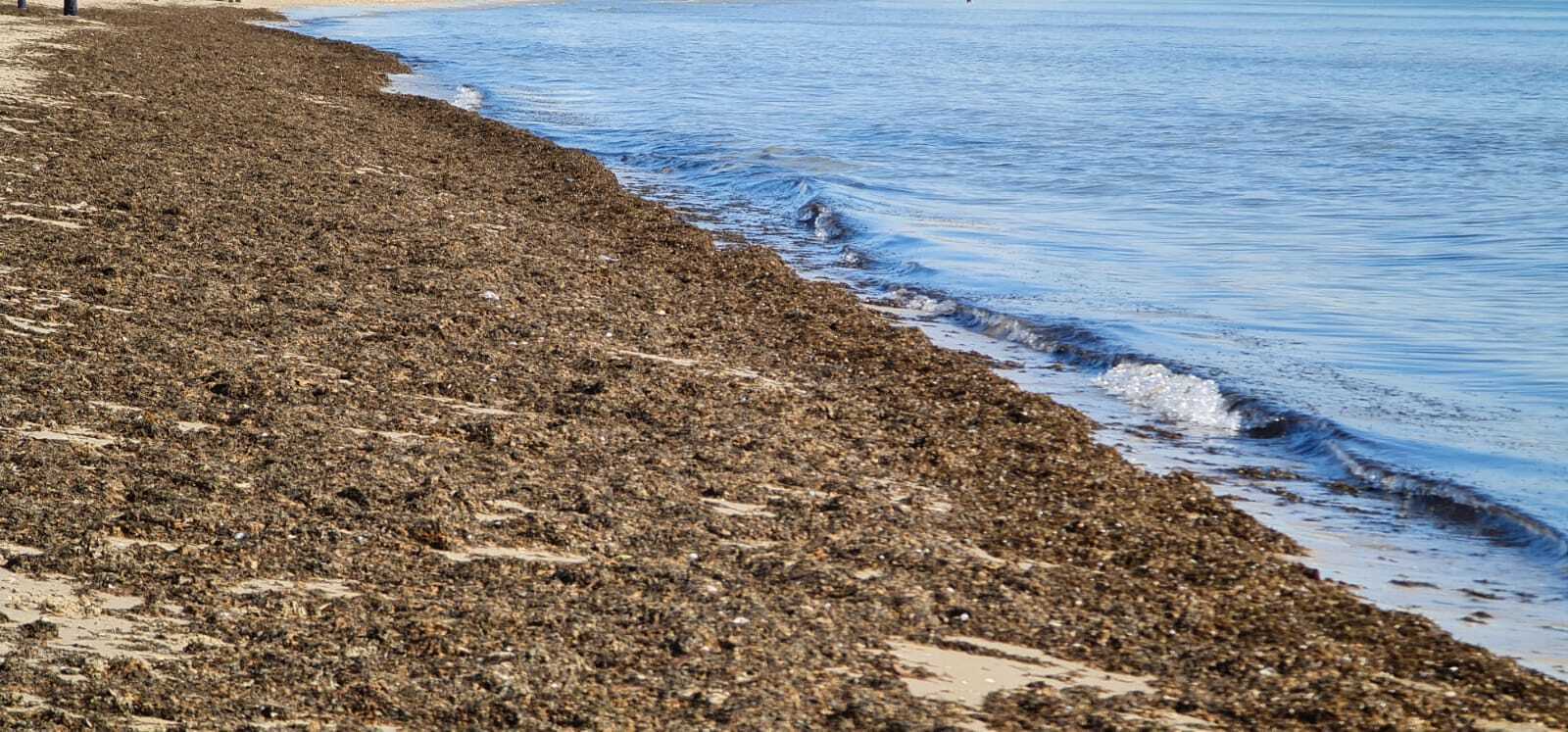 Alga asiática en el Rinconcillo