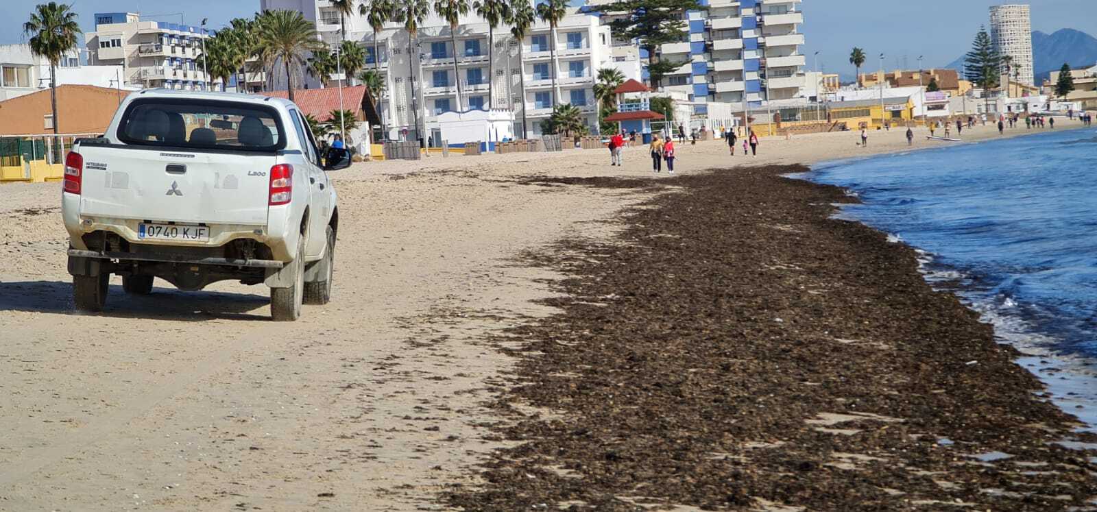 Alga asiática en el Rinconcillo