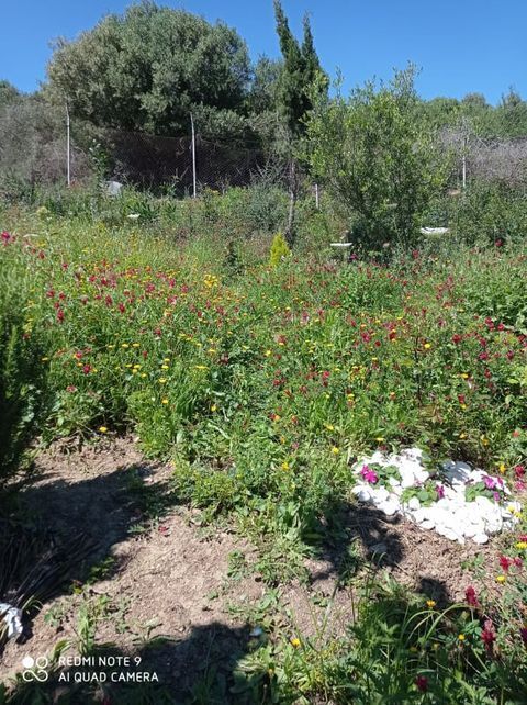Zona habilitada para el esparcimiento de cenizas en el Cementerio de Botafuegos