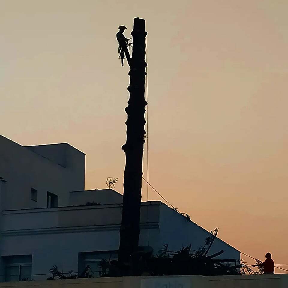 araucaria2