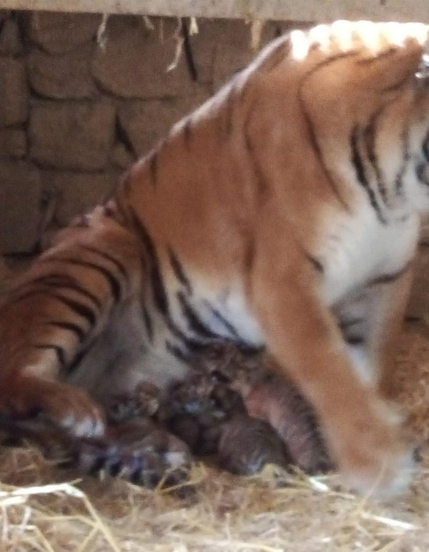 Tigres de 'La pequeña África'