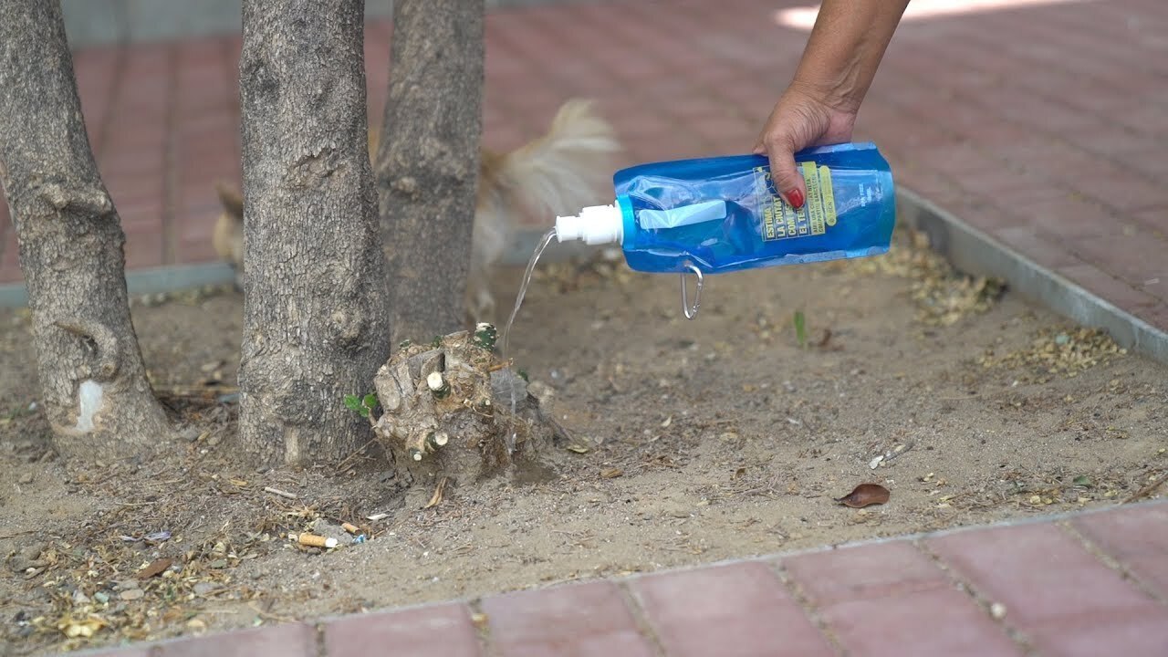 La Línea reparte 2.000 botellas para desinfectar el pipí de los perros en  las calles