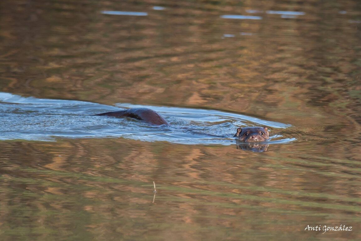 Nutria
