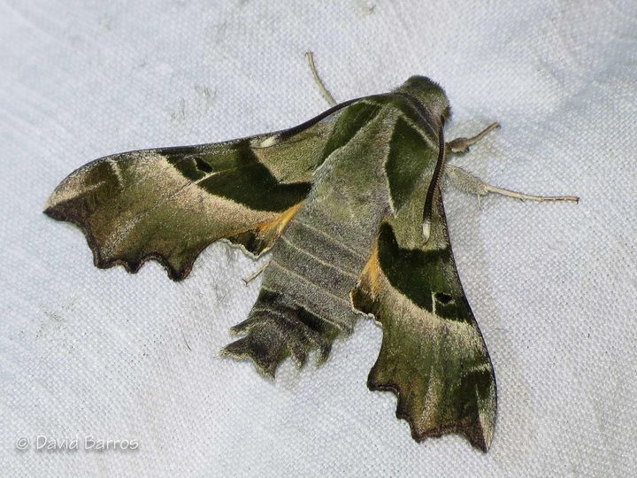 Polilla proserpina